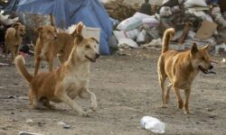جمع‌آوری سگ‌های ولگرد برازجان به‌جد دنبال شود