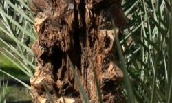 شبیخون سوسک چوبخوار به نخیلات استان بوشهر