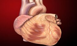 بیماری‌های قلبی و عروقی اولین علت مرگ‌ومیر در شهرستان بوشهر