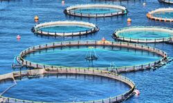 مجتمع آبزیان دریایی جهاد دانشگاهی بوشهر معطل ۶۰۰ میلیارد ریال اعتبار است