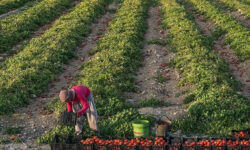 ابلاغ طرح الگوی کشت محصولات کشاورزی در استان بوشهر