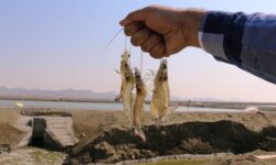 شروع فصل صید میگو با ۹ هزار صیاد خلیج فارس