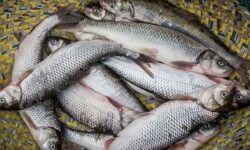 قیمت انواع ماهی و میگو خلیجفارس در بوشهر