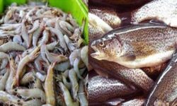 صید ۹۸۰ تن میگو در نوار ساحلی خلیج فارس بوشهر