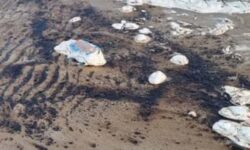 تمامی امکانات برای پاک‌سازی لکه‌های نفتی بسیج شد