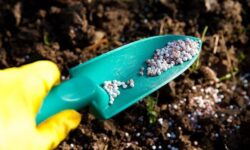 تولید کود فسفاته در استان بوشهر ۲ برابر شد