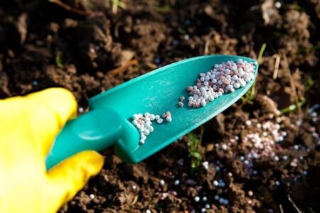 تولید کود فسفاته در استان بوشهر ۲ برابر شد