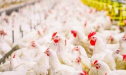 افزایش تولید مرغ در استان بوشهر