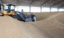 وزارت جهاد کشاورزی مطالبات گندمکاران بوشهری را پرداخت نکرد