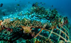 لزوم بازسازی ذخایر دریایی/ زیستگاههای مصنوعی آبزیان افزایش یابد