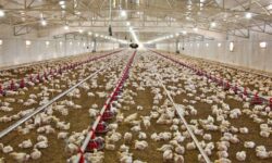 تولید ۳۴۰۰ تن گوشت مرغ در استان بوشهر/ قیمت گوشت مرغ کاهشی شد