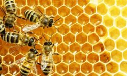 ۲۰۰۰ تن عسل «کنار» مرغوب و با کیفیت در استان بوشهر تولید میشود