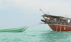 صیادان بوشهری ۲۴۸ تن میگو صید کردند