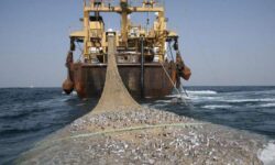 صید ترال چراغ خاموش آغاز شد!