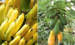 کشاورزی نوین در بوشهر/ میوههای استوایی در گلخانه به ثمر نشستند