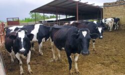 نوسازی دامداریهای روستایی استان بوشهر