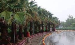 پیش‌بینی افزایش بارش باران در استان بوشهر در فصل پاییز