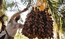 لزوم پیشگیری از سرقت ثمر نخیلات در آب‌پخش/ گشت‌ها افزایش یابد