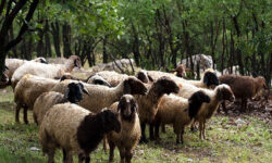 پرداخت ۵.۲ میلیارد تسهیلات به عشایر بوشهری برای افزایش تولید گوشت قرمز