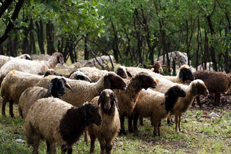 پرداخت ۵.۲ میلیارد تسهیلات به عشایر بوشهری برای افزایش تولید گوشت قرمز