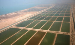 پرداخت غرامت به خسارت‌دیدگان پرورش میگو استان بوشهر