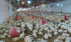 تولید ۲۲ هزار تن گوشت مرغ در استان بوشهر
