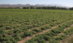 افزایش برداشت ‌گوجه فرنگی در ‌بوشهر/ قیمت در بازار کاهشی می‌شود