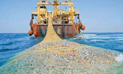 توقیف شناور صید ترال در آب‌های بندر گناوه