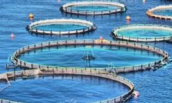 ظرفیت طرح‌ های پرورش ماهی در استان بوشهر از ۹ هزار تن فراتر رفته است