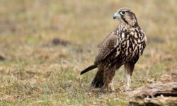 کشف ۱۳ پرنده کمیاب در دشتی