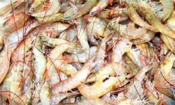 برگشت میگوی صادراتی بوشهر به دلیل ورود فاضلاب به دریا