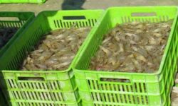 میگوی پرورشی و خرمای استان بوشهر در بازار‌های چین عرضه می‌شوند