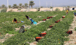 گوجه‌فرنگی روی دست کشاورزان آبدانی ماند/ لزوم اصلاح تعرفه صادرات