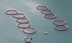 رشد ۶۱ درصدی تولید ماهی در قفس در استان بوشهر