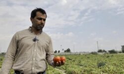 کاهش عوارض صادرات گوجه‌فرنگی به ۱۰ درصد