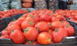 عوارض صادراتی گوجه فرنگی حذف میشود
