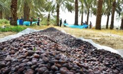 موانع صادرات خرما برداشته شود