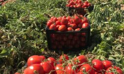 ۴۰۰ هزار تن گوجهفرنگی از مزارع استان بوشهر برداشت شد