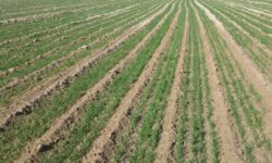 کشاورزان بوشهری با کشت قراردادی گندم ۴۰ درصد تخفیف بیمه دریافت می‌‌‌کنند