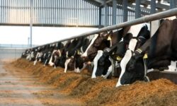 بزرگترین مجتمع دامپروری جنوب کشور کلنگ‌زنی شد