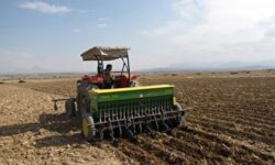 خسارت ۱۰۰ درصدی خشکسالی به محصول گندم در اراضی دیم استان بوشهر