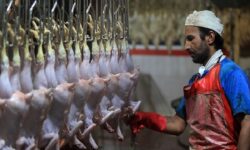 تولید ۴ هزار تن گوشت مرغ در استان بوشهر