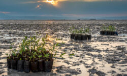 کاشت ۶۰هزار نهال حرا در سواحل استان بوشهر