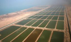 تولید ۴۷ هزار تن میگو پرورشی در استان بوشهر