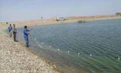 ایجاد بیش‌از ۳ هزار شغل جدید در حوزه آبزی پروری استان بوشهر