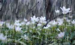 پیشبینی هواشناسی از سامانه جدید بارشی برای بوشهر