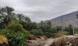 آسمان بارانی استان بوشهر در اواسط هفته