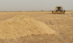 کشاورزان خسارت دیده استان بوشهر برای مهلت تسهیلات مراجعه کنند