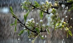 بارندگی‌ها در استان بوشهر تا شنبه تداوم دارد/ احتمال بارش تگرگ