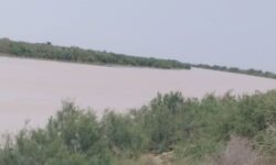 براثر بارش‌های چند روز گذشته تالاب حله شهرستان بوشهر جانی تازه گرفت